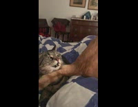 Orange cat bites cross eyed cat 