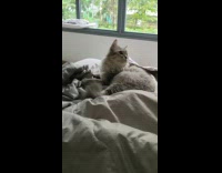 Collab PLC - Gray Cat on the bed looks and follow lady then turns