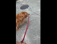 Dog strict with its walk routes