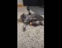 Cat lay beside egg kick its face