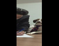 Guy signs contract and shakes dogs hand 