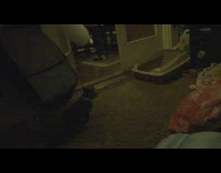 Cat jumps at white toy on stick 