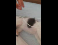 Kitten sleeps with charger