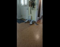 Dog sleep on floor move paws door
