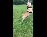 brown puppy trying to catch red ball in slo mo