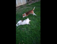 Dogs play and roll together in yard