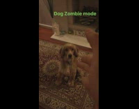 Guy pretends to shoot tan dog and dog falls down 