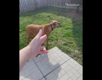 Brown dog lays down bang finger gun