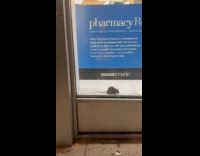 Collab WINY - Rat in front of convenience store display