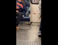Pigeon roaming and flies across train car