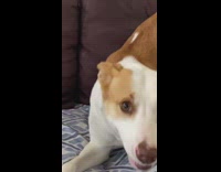 Slow motion brown white dog eye wink