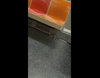 Rat crawls and gets inside the subway train 