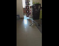 Black white kitten plays with green ball 