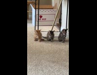 Collab Clips MPUGC - Kittens freshen up together after lunch
