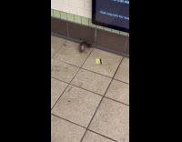 Rat crawl on subway floor near MetroCard