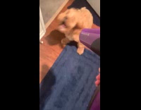 Collab Pets For All - Dog tries to bite hair dryer air 