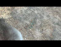 Rabbit Runs Away as Man Approaches it