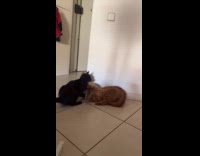 Black and orange cat play fight on floor