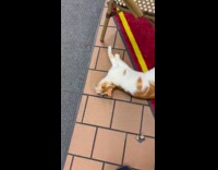 Cat playing with cockroach on floor 