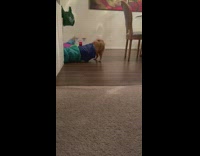 Dog gets stick in blue toy tunnel