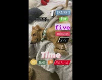 Collab Pets For All - Puppy takes a break after training 