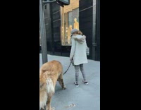 Lady walks large brown dog across street