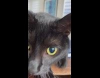 Black cat yellow eyes round wood placemat 