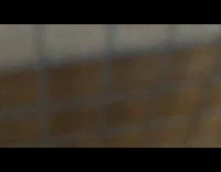 Budgie rides at chicken back walking around