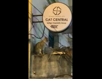 Cat sits by white round sign