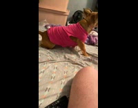 Pet dog in red sweater roll all over the bed