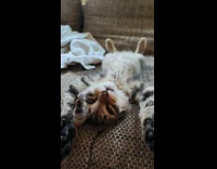 Tabby kitten lay on sofa arms beside head