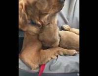 large tan dogs lay in backseat of moving car 
