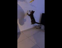 Collab PLC - Kitten Jumps on Wall as it Follows Toy
