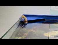 Crab breaks out from the aquarium museum