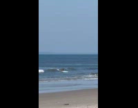Dog on surfboard ride waves on beach