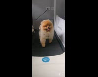 Pomeranian dog with harness walk on treadmill