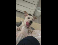 Deaf dog thinks its barking