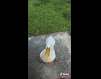 White duck interrupts couple wing stop picnic