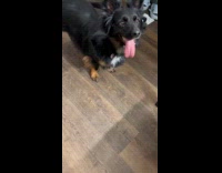 Black dog likes to pick own treats