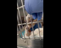 Vet shows dog with overbite