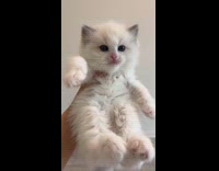 Girl hold light grey ragdoll kitten pet