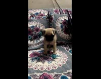 Collab PLC - Pug Puppy Barks at Lady on Couch