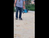 Man at beach walking pet pigeon on leash
