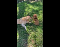 brown puppy taps large dog nose