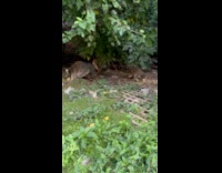 Collab WINY - Woman sees gaze of racoons at an abandoned building