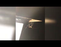 Thin spider bounces under the webbed roof