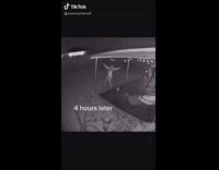 Security camera shows girl running with dog