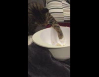 Cat steals popcorn paw white bowl couch