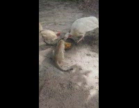Turkey, chicken, and cat eat from same container 