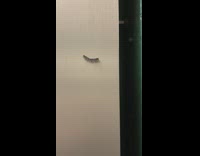 Lone eyelash stuck to wall 